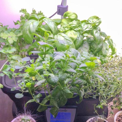 Growing Herbs In Aerogarden